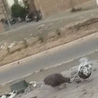 گمشده کبوتر
