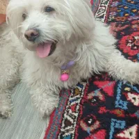 سگ گمشده