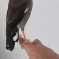 مرغ مینا بازیگوش حدود شش ماهه