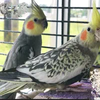 فروش عروس هلندی نر و ماده سخن گو