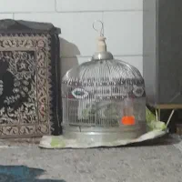 سهره