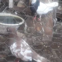 کبوتر خانگی