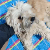 واگزاری شیتزو رایگان به شرط درمان