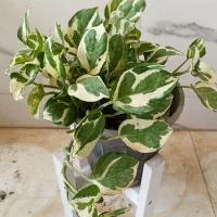 گل و گیاه آپارتمانی|گل و گیاه طبیعی|سلامی, |دیوار