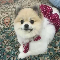 پامرین دو سر خرسی|سگ|تهران, افسریه جنوبی|دیوار