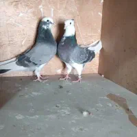 کبوتر شازده و سرخ و سوسکی