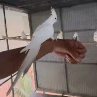 عروس هلندی دستی