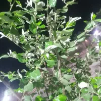 گلکده لیلیوم