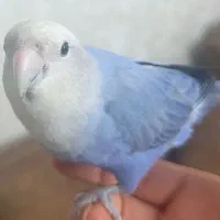 طوطی برزیلی|پرنده|سراب, |دیوار