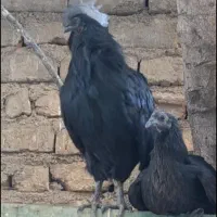 تخم مرغ و خروس ایام سمانی ضمانتی|حیوانات مزرعه|تهران, فرحزاد|دیوار