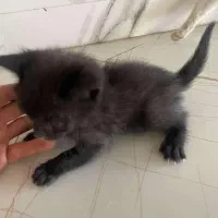 واگذاری گربه وبچه گربه|گربه|چهارباغ, |دیوار