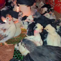 نیمچه گلین لری