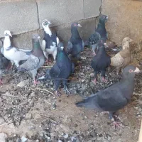 10عدد پلاکی جوجه سن