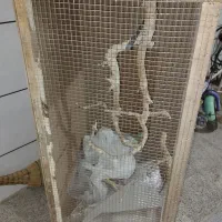 قفس چوبی دستساز|لوازم جانبی حیوانات|اصفهان, باتون|دیوار