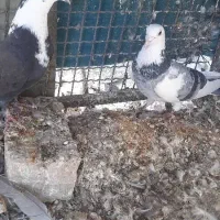 کفتر مخمل و ابلغ|پرنده|شیراز, گل سرخ|دیوار