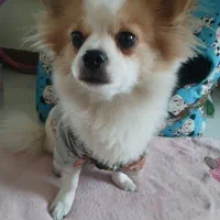 حیووان خانگی