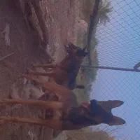 جفت مالینیوز|سگ|جیرفت, |دیوار