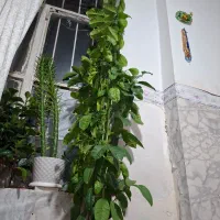 نهال نارنج اصلاح شده