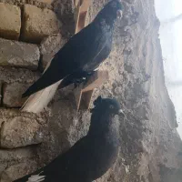 کبوتر