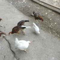مرغ و خروس لاری و محلی