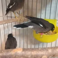 مرغ مینا قفسی|پرنده|شهریار, شهرک شاهد|دیوار