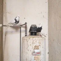 طوقی|پرنده|شوشتر, |دیوار