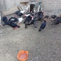 ،بوقلمون محلی|حیوانات مزرعه|بکتاش, |دیوار