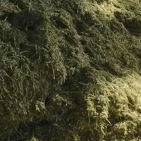 یونجه