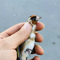 دوعدد سهره نر منطقه بستان اباد|پرنده|تبریز, |دیوار