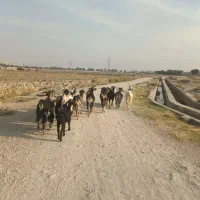 فروش بز دورگ