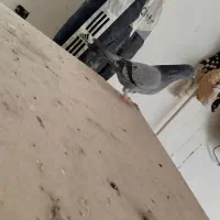 تیدی کله ای ترونی دمگیر اصفهانی|پرنده|برخوار, |دیوار