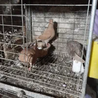 کبوتر دمسفید و طوقی