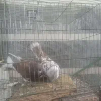 طوقی|پرنده|قره ضیاالدین, |دیوار