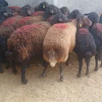 گوسفند شیشک میش قزل افشار ابستن سنگین|حیوانات مزرعه|بشاریات, |دیوار