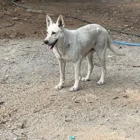 واگذاری ژرمن سفید|سگ|آباده, |دیوار