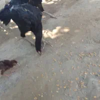 مرغ مامله با خروس