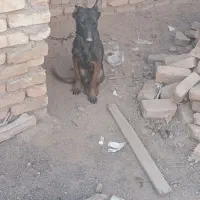 یک عدد توله ما لینیوزاصلی