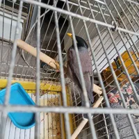 مینا سخن گو