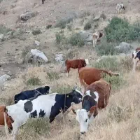 گاو اجاره