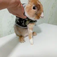 خرگوش خونگی