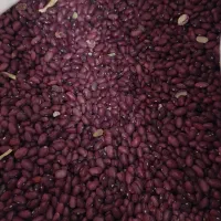 لوبیا قرمز