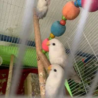 طوطی برزیلی