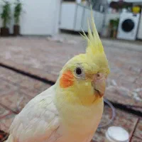 یک جفت طوطی چشم شرابی