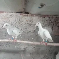 جوجه پلاکی