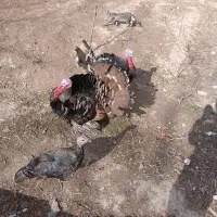 بوقلمون ماده کرچ ومرغ کرچ بوقلمون