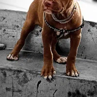 نژاد اصیل پیت پول