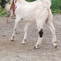 کهره پاکستانی  موقعیت جیرفت