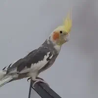 عروس هلندی اهلی نر