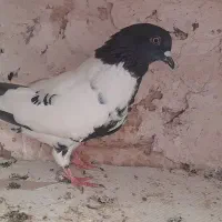 کفتر جفتگاه و  هوا