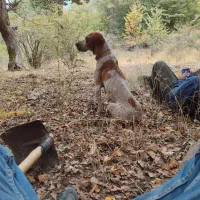 توله شکاری ترافل